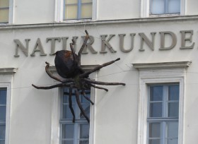 Spinne am Naturkundemuseum
